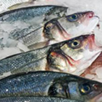 sardine 1